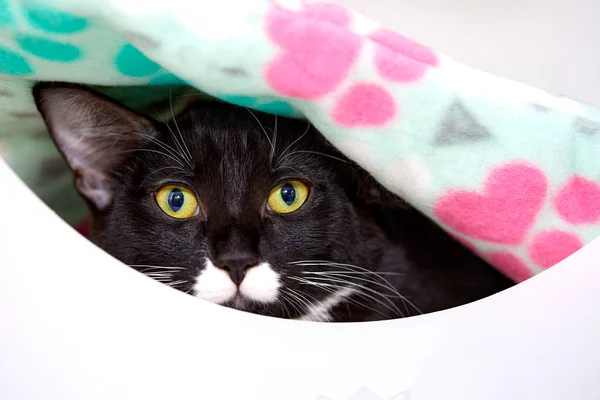 鮮やかな瞳をした可愛い黒の子猫のフォーカスショット — ストック写真