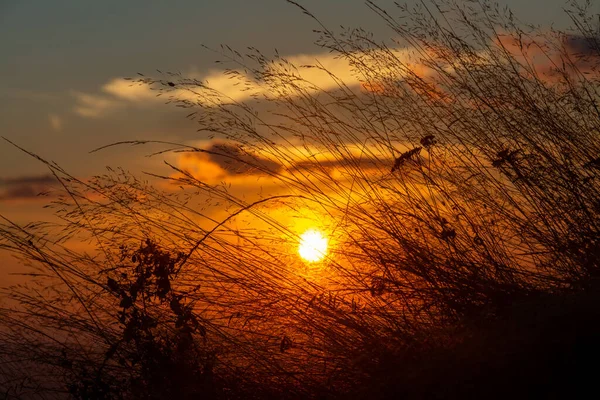 Una Hermosa Vista Puesta Sol Entre Las Hojas Hierba — Foto de Stock