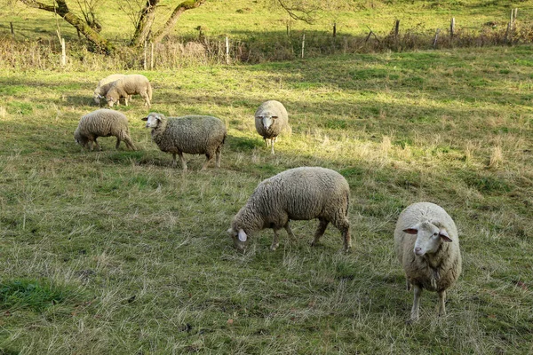 Uma Manada Ovelhas Brancas Pastam Pasto Cercado — Fotografia de Stock