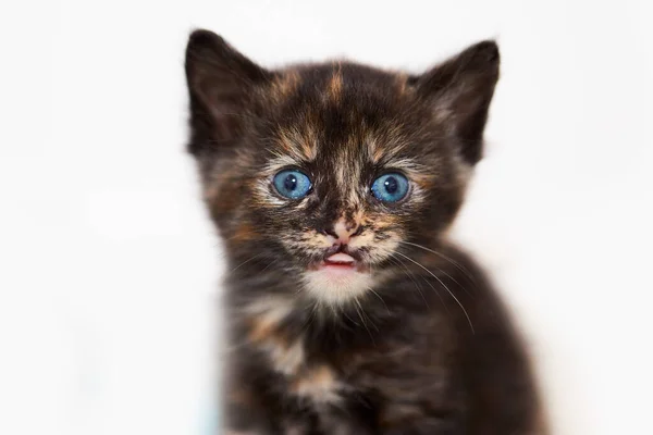 Closeup Adorable Kitten Bright Blue Eyes Front White Background — Stock Photo, Image