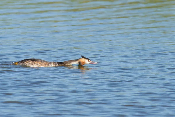 Suda Tatlı Bir Podiceps Kristal Kuşu — Stok fotoğraf