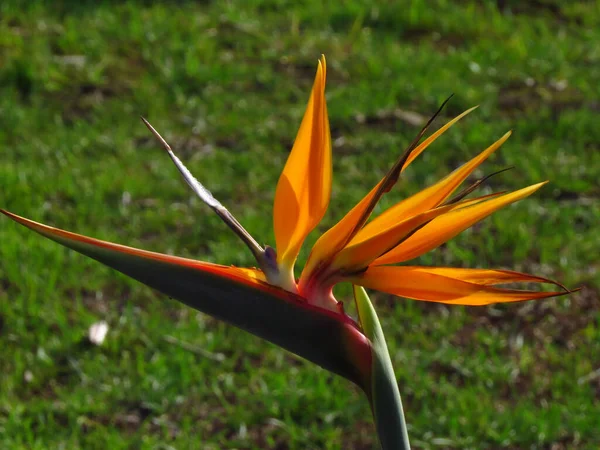 Zbliżenie Ujęcia Kwitnącego Ptaka Rajskiego Kwiatu — Zdjęcie stockowe