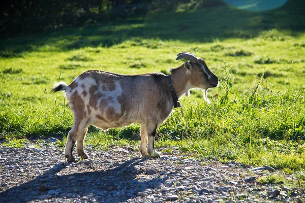 畑の中に立っている小さなヤギ — ストック写真