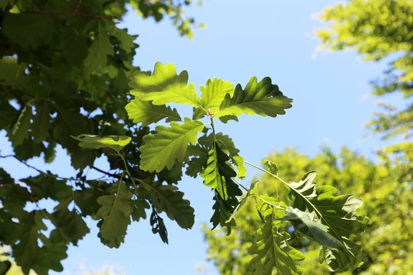 Foglie Verdi Sui Rami Degli Alberi Nella Foresta — Foto Stock