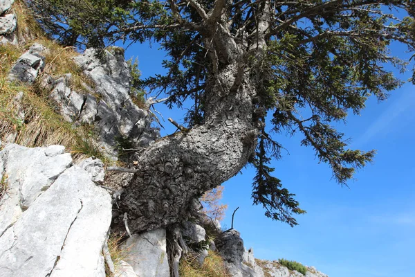 Mavi Bir Arkaplanda Kayalık Bir Yamaçta Büyüyen Bir Ağacın Alçak — Stok fotoğraf