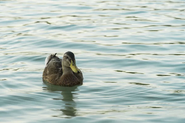 在白天 一只鸭子漂浮在水面上的美丽景象 — 图库照片