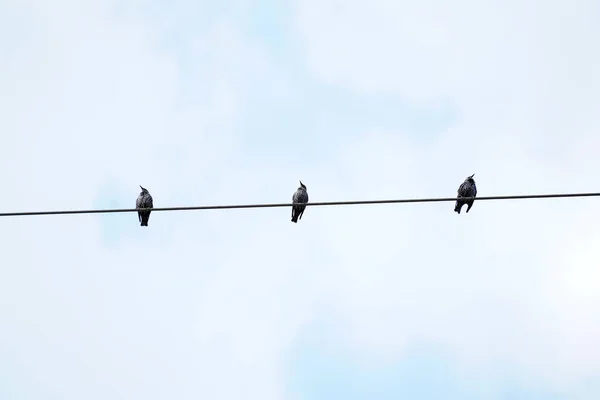 Nízký Úhel Výstřelu Tří Ptáků Sedících Laně Pod Zataženou Oblohou — Stock fotografie