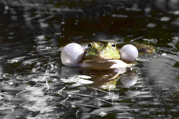 Malá Žába Dvěma Bílými Bublinkami Vedle Hlavy Vodě — Stock fotografie