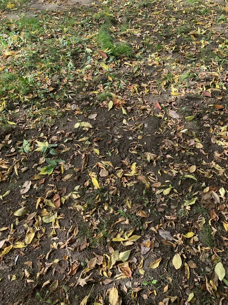 Vertical Shot Autumn Dry Leaf Foliage Fallen Wet Earth Background — Stock Photo, Image