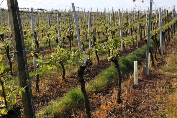 Green Grapes Vines Vineyard Spring — Stock Photo, Image