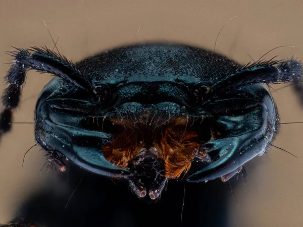Makroaufnahme Eines Käfers — Stockfoto