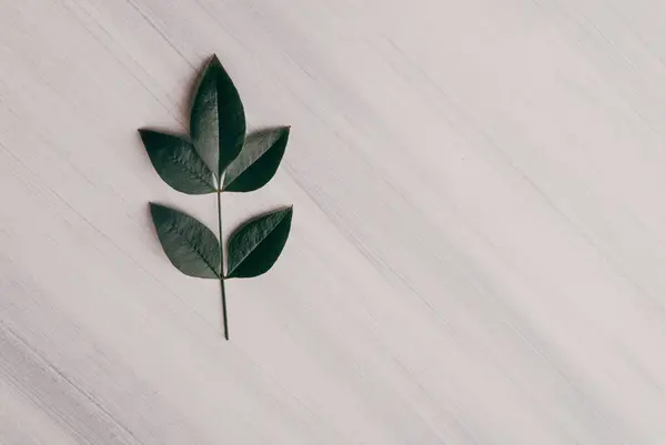 Una Vista Superior Hojas Verdes Sobre Una Superficie Madera Blanca — Foto de Stock