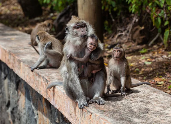 Grupo Macaco Cauda Longa Bonito Maurício — Fotografia de Stock