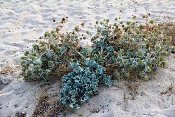 沙地上长满刺植物的高角镜头 — 图库照片