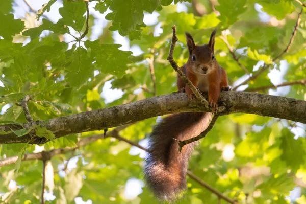 Portrait Photography Curious Squirrel Sits Wooden Branch Shallow Depth Field — Foto de Stock