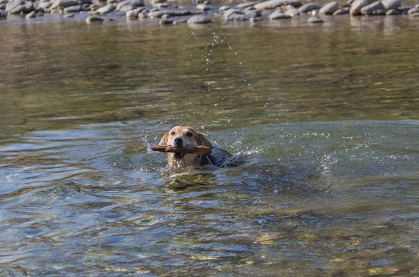 Mongrel Dog Swimming Stream Stick His Mouth — Stock Photo, Image