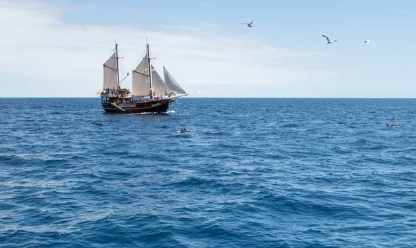 Kanarya Adası Yakınlarında Denizde Yüzen Bir Tekne Yunuslar — Stok fotoğraf