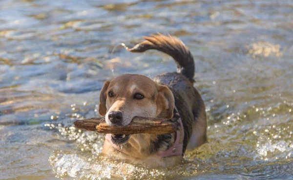 Melez Köpek Ağzında Bir Sopayla Derede Yüzüyor — Stok fotoğraf