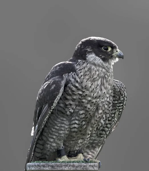 Portrait Peregrine Falcon Gray Background — Foto de Stock