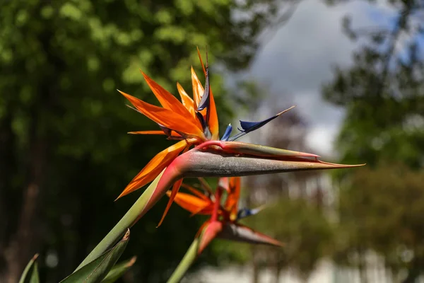 Closeup Shot Blooming Birds Paradise Flowers Stock Image