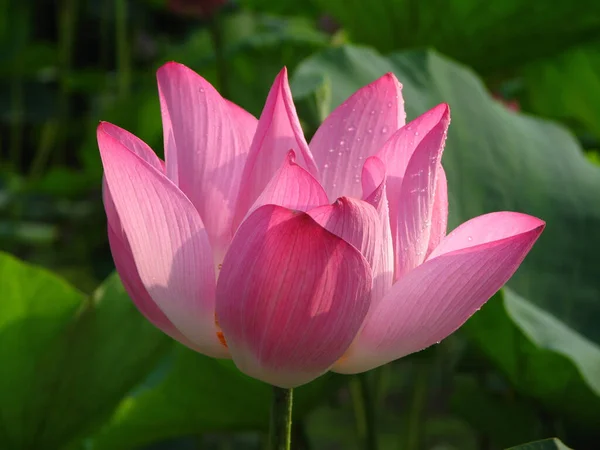Ein Selektiver Fokusschuss Von Tau Auf Blühende Lotusblume — Stockfoto