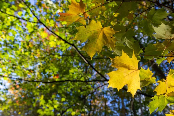 Closeup Shot Autumn Leaves Branches — Stock Photo, Image