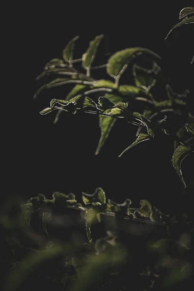 Макрознімок Зеленого Листя Темному Тлі — стокове фото