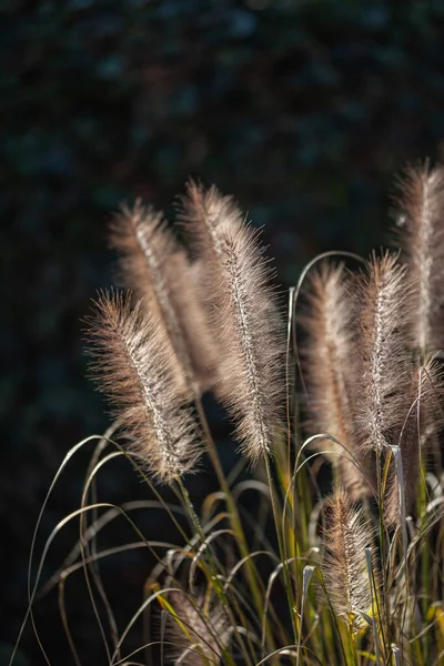 Details Von Brunnengräsern Bei Sonnenschein Mit Gegenlicht — Stockfoto
