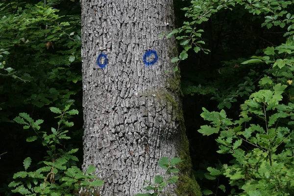 Tree Trunk Blue Paint Tags — Stock Photo, Image