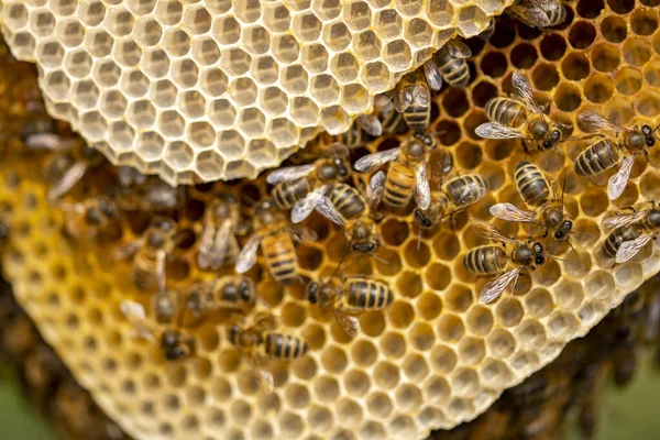 Nahaufnahme Von Wabenscheiben Mit Einem Volk Wilder Apis Mellifera Carnica — Stockfoto