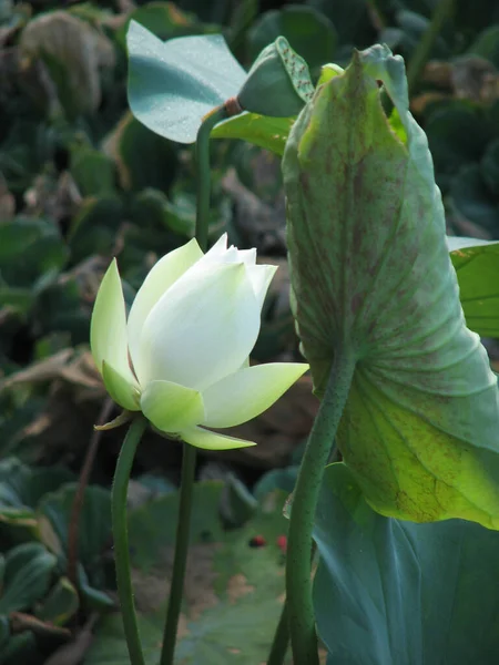 美丽的白莲被绿叶环绕着的一张精选的焦点照片 — 图库照片