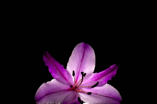 暗色背景下紫色百合花的特写镜头 — 图库照片