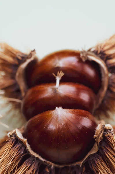 Vertical Closeup Shot Sweet Chestnut Shell White Background — Stock Photo, Image