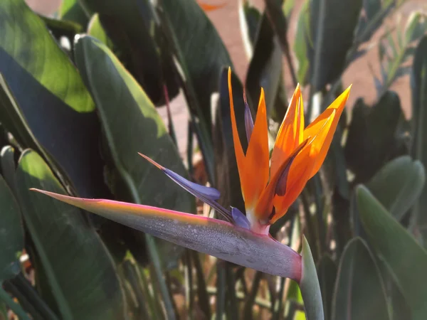 Primer Plano Hermoso Pájaro Naranja Flor Del Paraíso Jardín Bajo — Foto de Stock
