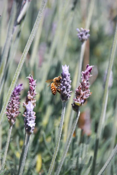 Plan Vertical Sélectif Une Abeille Nourrissant Lavande — Photo