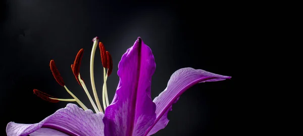 Koyu Arkaplanda Mor Zambak Çiçeğinin Yakın Plan Çekimi — Stok fotoğraf