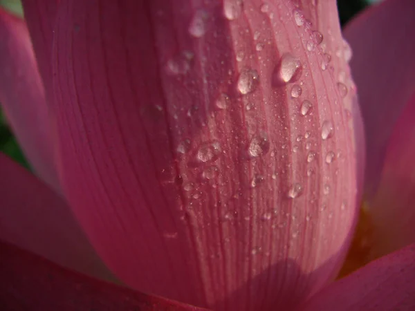 Tiro Close Gotas Água Lótus — Fotografia de Stock