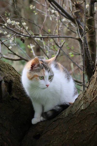 木の枝に猫の垂直ショット — ストック写真