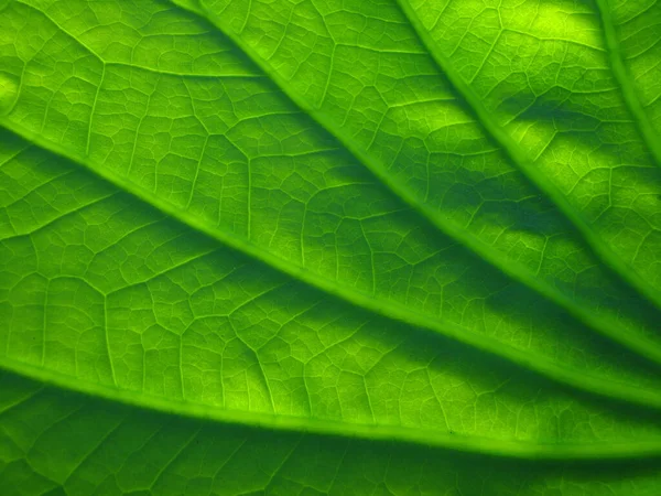 Primer Plano Una Textura Hoja Verde Loto — Foto de Stock