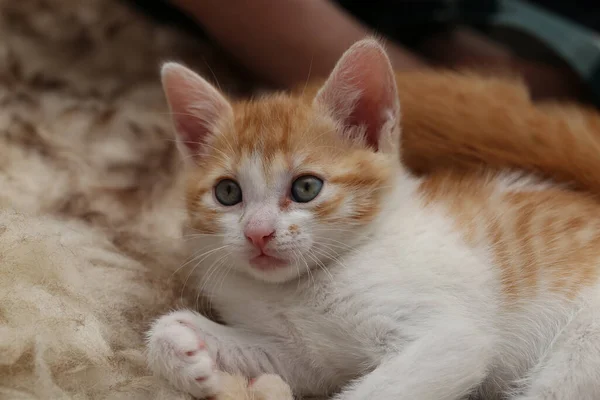 Tiro Selectivo Del Foco Gatito Lindo Con Ojos Azules — Foto de Stock