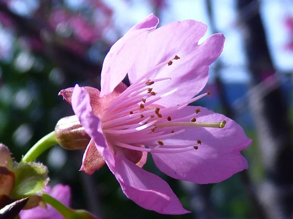 Une Mise Point Sélective Belles Fleurs Cerisier Jour — Photo