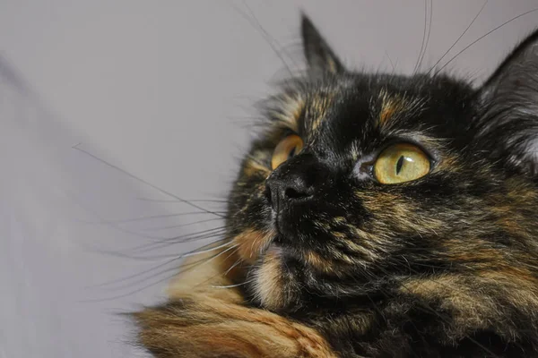 Primer Plano Lindo Gato Tortuga Con Una Mirada Curiosa —  Fotos de Stock