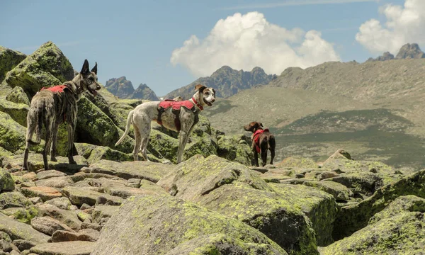 群山中可爱的狗的迷人景象 — 图库照片
