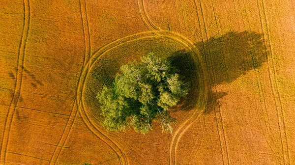 Letecký Snímek Jednoho Stromu Brownfieldu Během Slunečného Dne — Stock fotografie