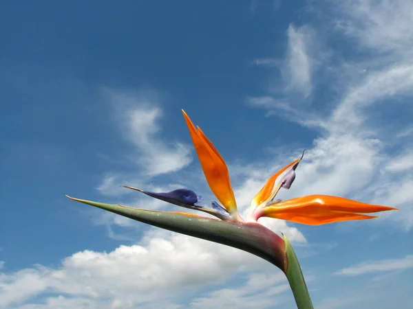 Nízký Úhel Záběru Krásného Ptáka Ráje Květina Pod Slunečním Světlem — Stock fotografie