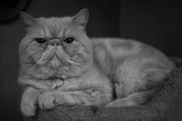 Grayscale Shot Persian Extreme Cat — Stock Photo, Image