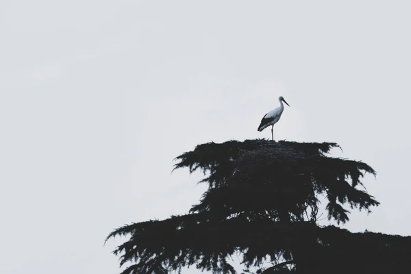 白鹤在树梢上栖息的白鹤的灰白色低角镜头 — 图库照片