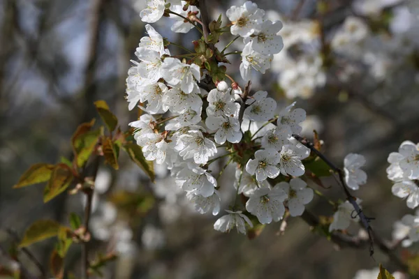 Selektivní Záběr Krásné Jarní Třešňové Květy — Stock fotografie