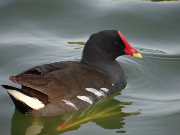 Närbild Bild Moorhen Flyter Vatten Dagtid — Stockfoto