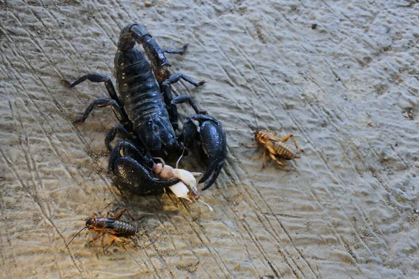 Scorpion Empereur Noir Sur Sable Attaquant Aux Insectes — Photo